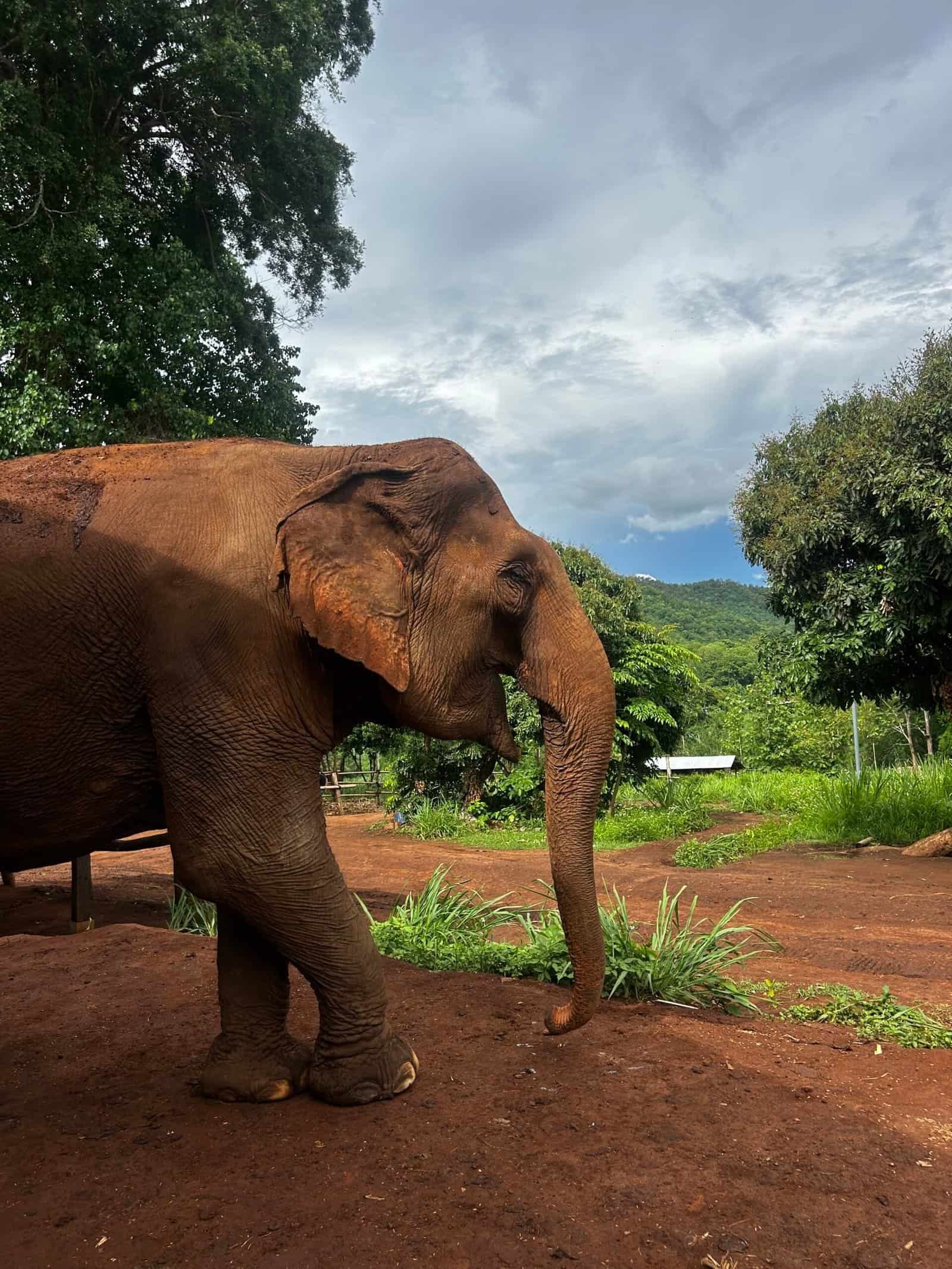 Elephant Sanctuary in Chiang Mai